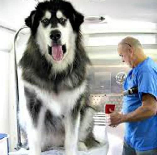 Самые красивые собаки больших пород